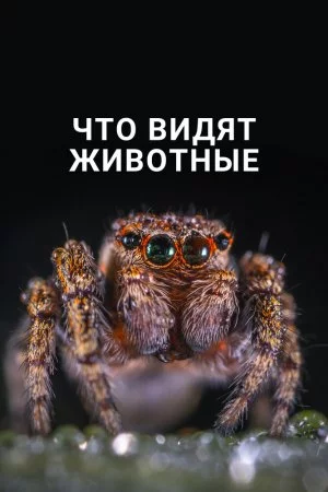 Смотреть Что видят животные (2018) онлайн
